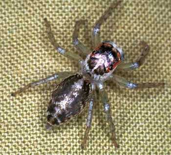 Jumping spider