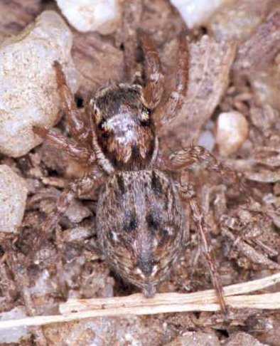 Jumping spider