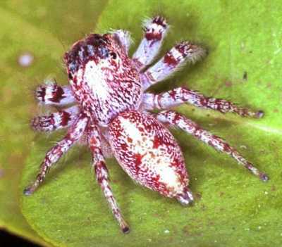Jumping spider