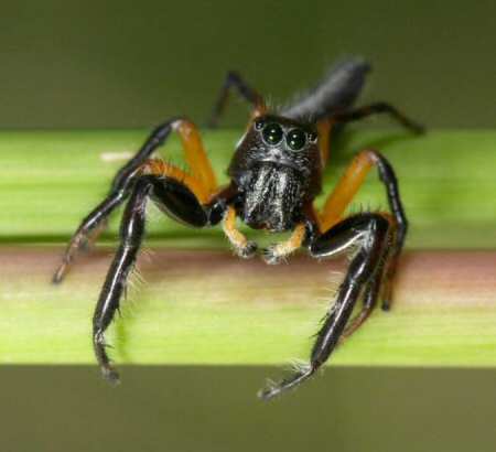 Opisthoncus mordax male 