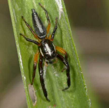 Opisthoncus mordax male 
