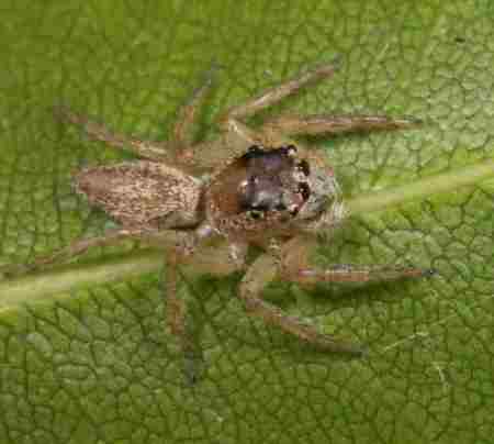 Jumping spider