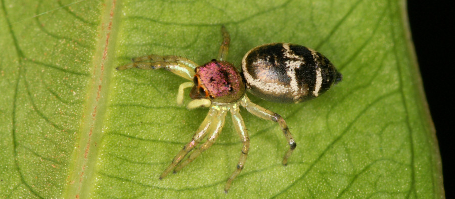 Cosmophasis baehrae