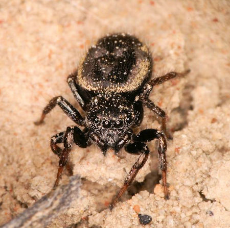 Jumping spider