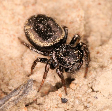 Jumping spider
