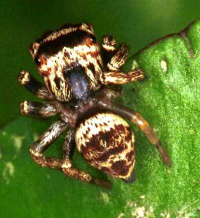Eryattus bleekeri 