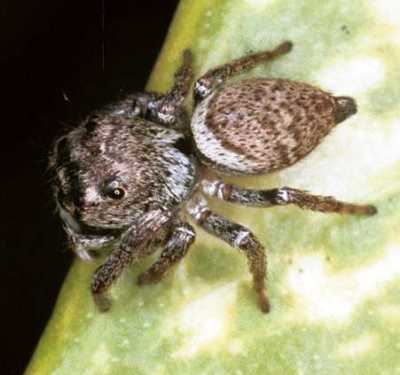 Eryattus bleekeri 