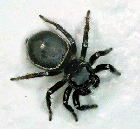 Zenodorus orbiculata