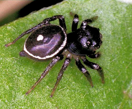 Pystira_orbiculata_F0851