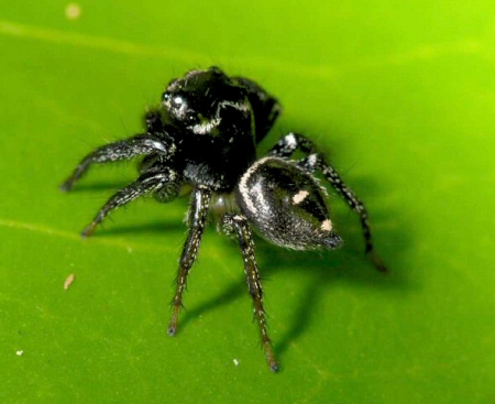 Zenodorus orbiculata