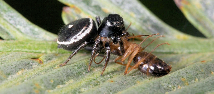 Zenodorus orbiculata