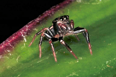 Zenodorus orbiculata