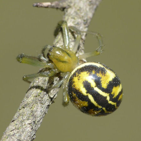 Deliochus melanius