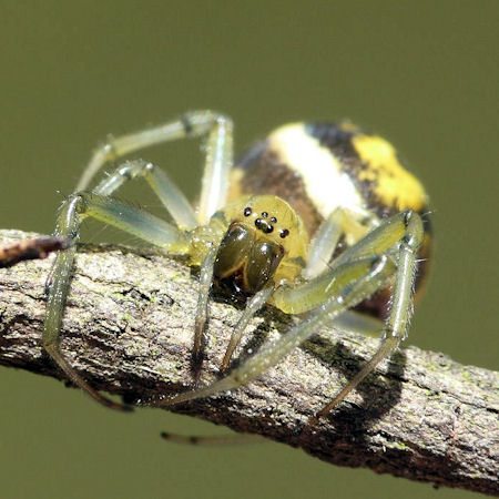 Deliochus melanius