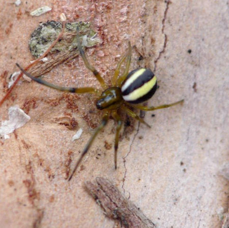 Deliochus zelivira?