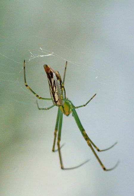 Leucage decorata