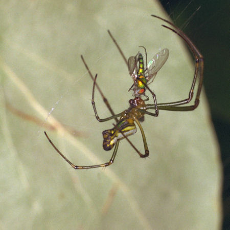Leucage decorata