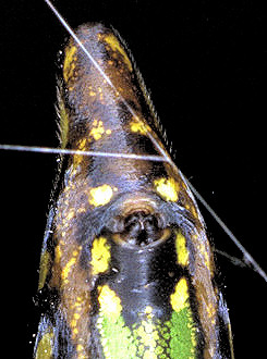 Leucage decorata
