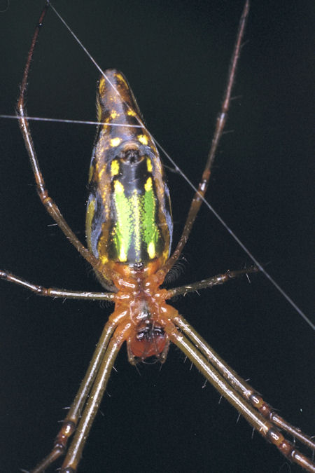 Leucage decorata