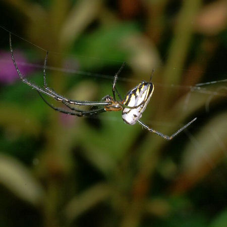 Leucage granulata