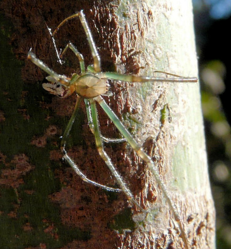 Leucage granulata
