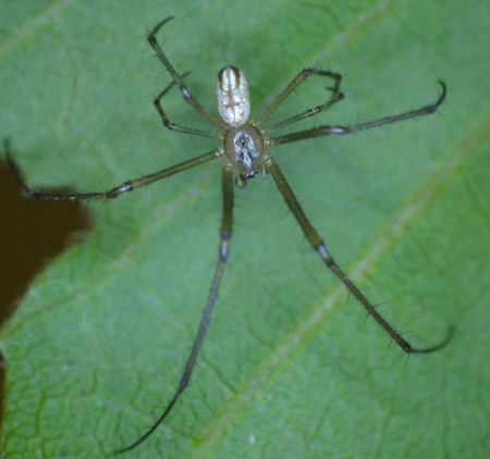 Leucage granulata