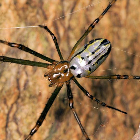 Leucage granulata