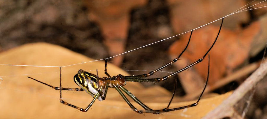 Leucage granulata