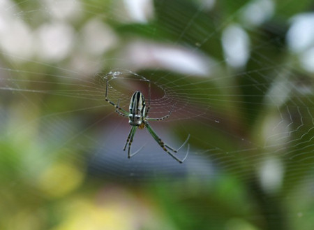 Leucage granulata