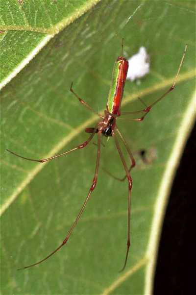 Tetragnatha ZZ071