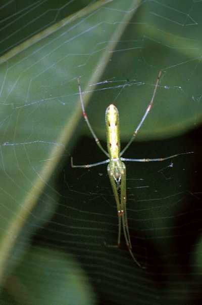 Tetragnatha ZZ200