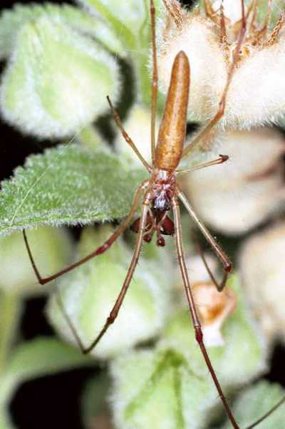 Tetragnatha ZZ205