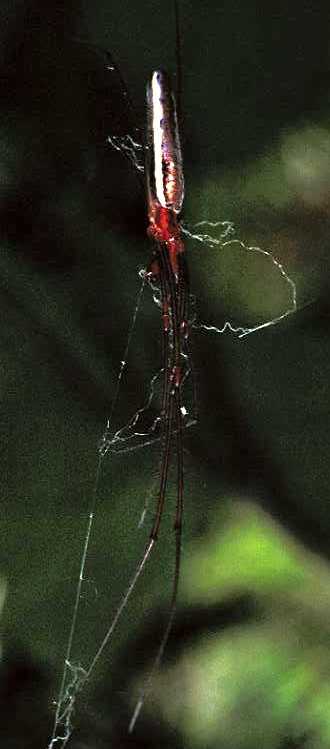 Tetragnatha ZZ207