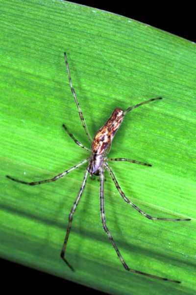 Tetragnatha ZZ208