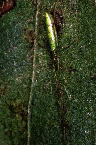 Tetragnatha ZZ209