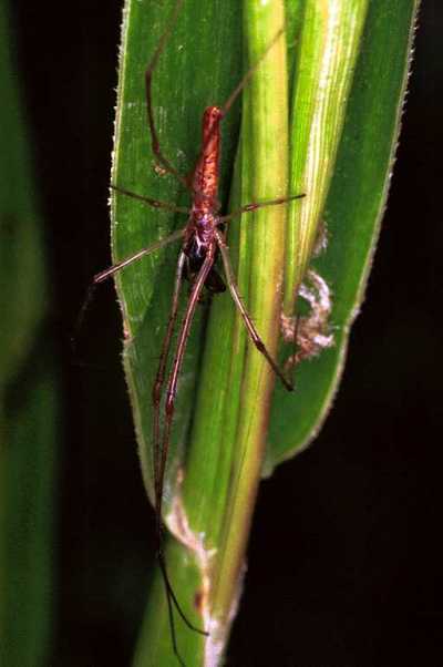 Tetragnatha ZZ210