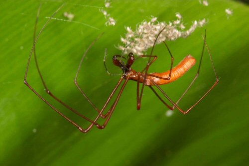 Tetragnatha