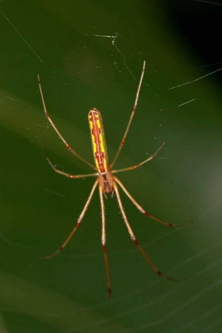 Tetragnatha