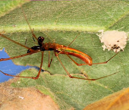 Tetragnatha