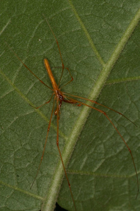 Tetragnatha
