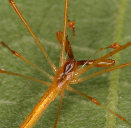 Tetragnatha