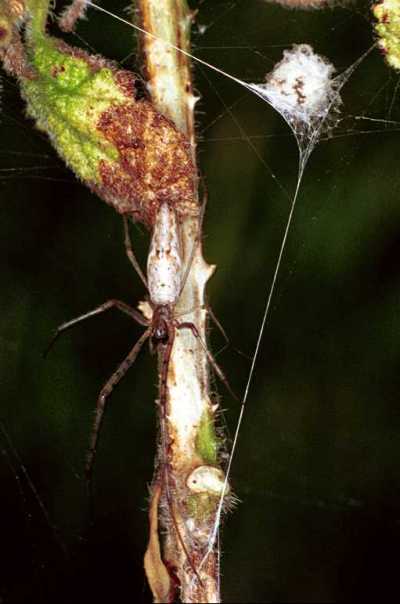 Tetragnatha ZZ198