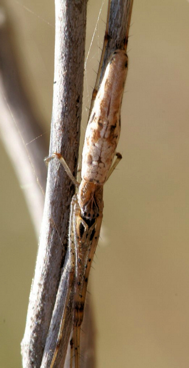 Tetragnatha demissa