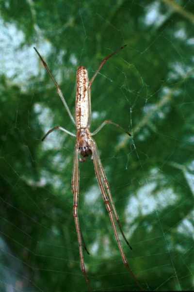 Tetragnatha ZZ202