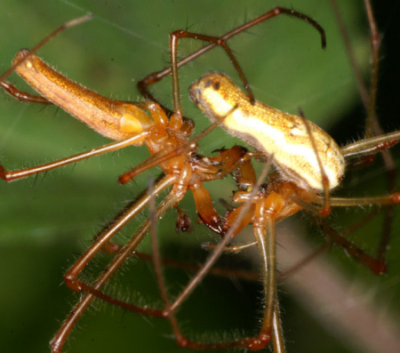 Tetragnatha montana