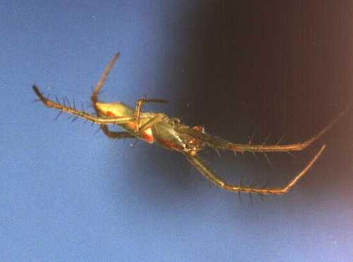 Tetragnatha_unknownA412