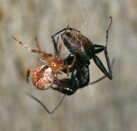 Achaeranea