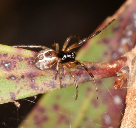 Anelosimus ZZ055