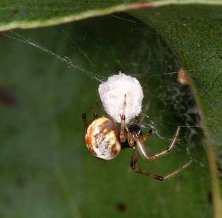 Anelosimus_ZZ392