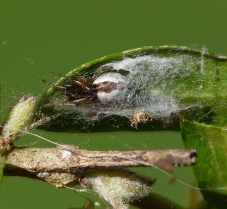 Anelosimus ZZ503